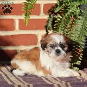Empress, Shih Tzu Puppy